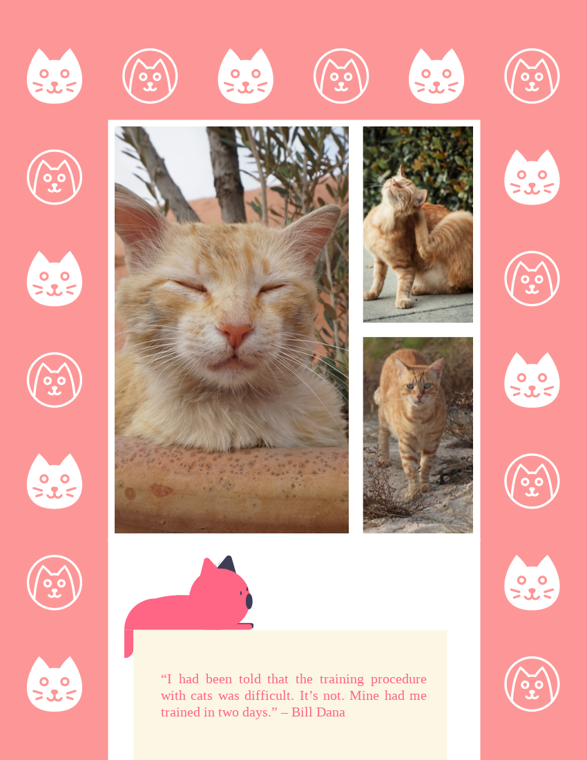 Best Buddy Cat Pet Photo Book