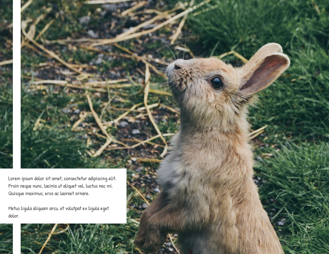 寵物照相簿 模板。 Little Rabbit Pet Photo Book (由 Visual Paradigm Online 的寵物照相簿軟件製作)