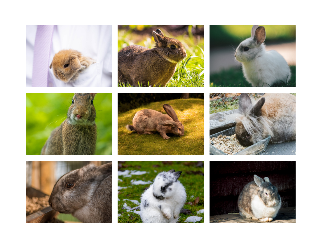 Pet Photo book template: Little Rabbit Pet Photo Book (Created by Visual Paradigm Online's Pet Photo book maker)