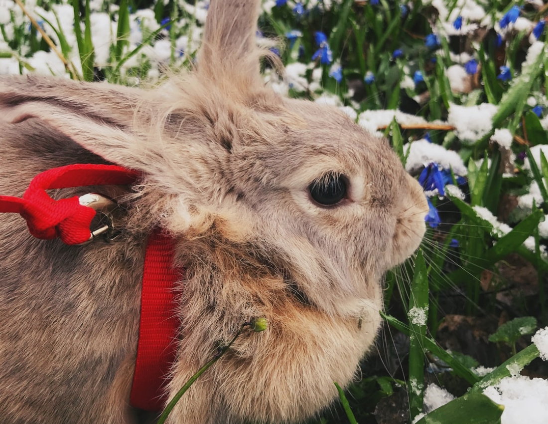 Little Rabbit Pet Photo Book