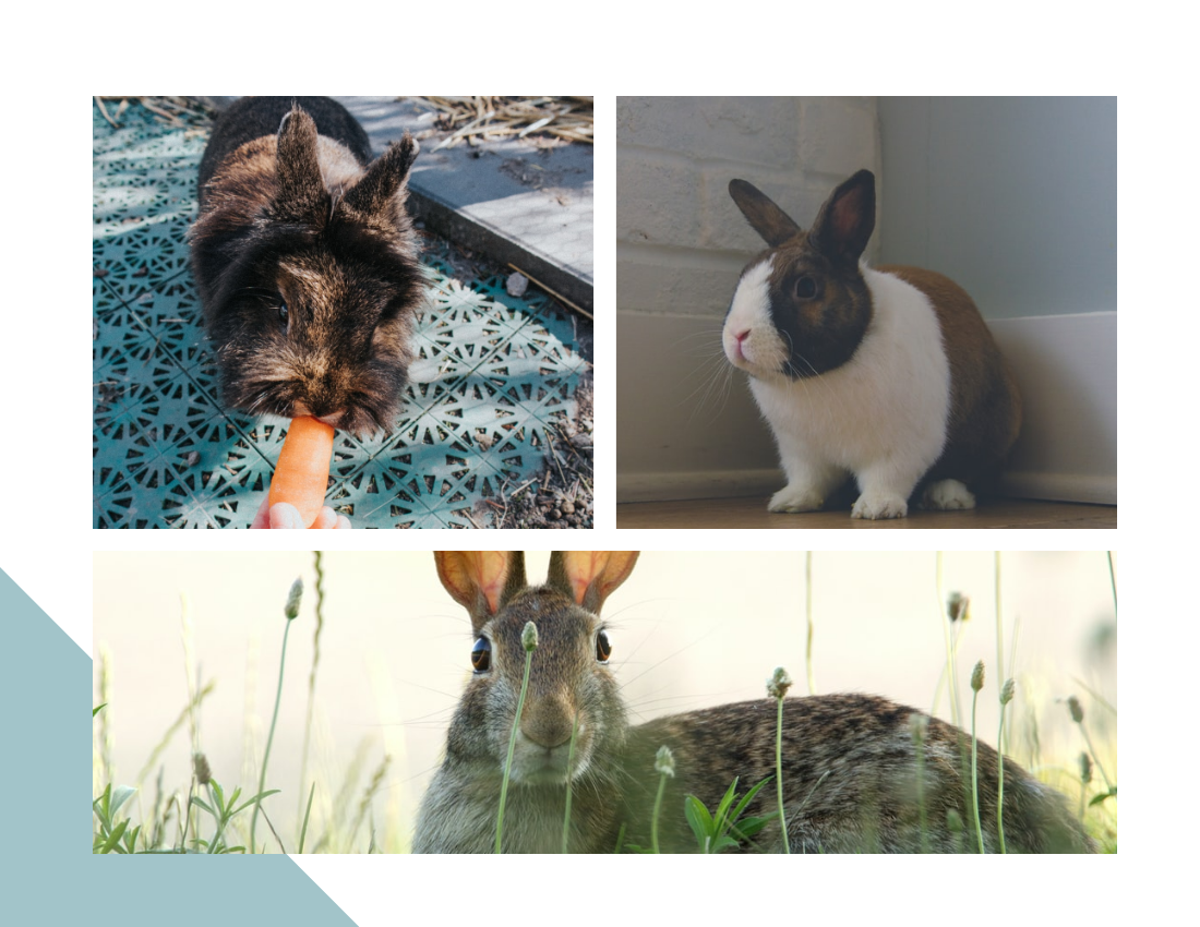 宠物照相簿 模板。Little Rabbit Pet Photo Book (由 Visual Paradigm Online 的宠物照相簿软件制作)
