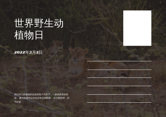 明信片 模板。棕狮照片世界野生动物日明信片 (由 Visual Paradigm Online 的明信片软件制作)