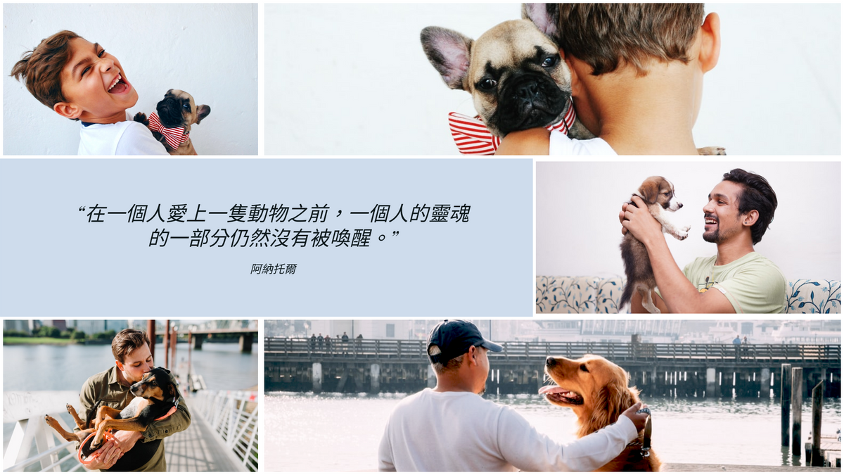 Photo Collage 模板。 愛動物照片拼貼畫 (由 Visual Paradigm Online 的Photo Collage軟件製作)