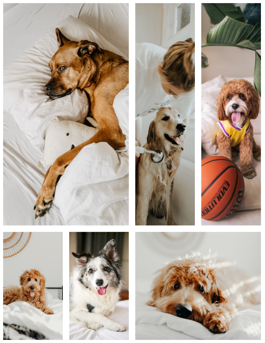 Happy Doggie Pet Photo Book