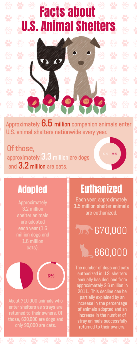 Facts about U.S. Animal Shelters infographic