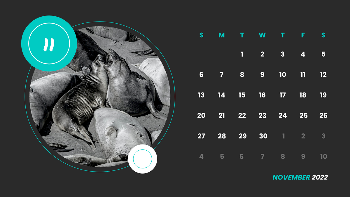 Monochrome Animals Calendar