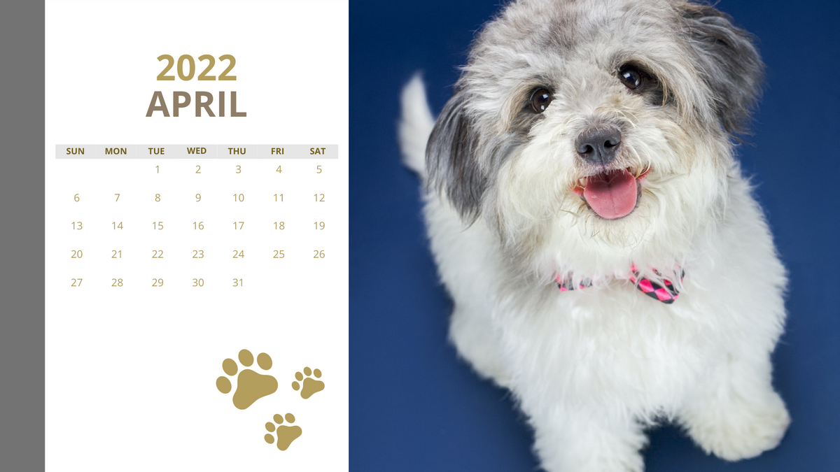 Calendar 模板。 Beautiful Dogs Calendar (由 Visual Paradigm Online 的Calendar軟件製作)