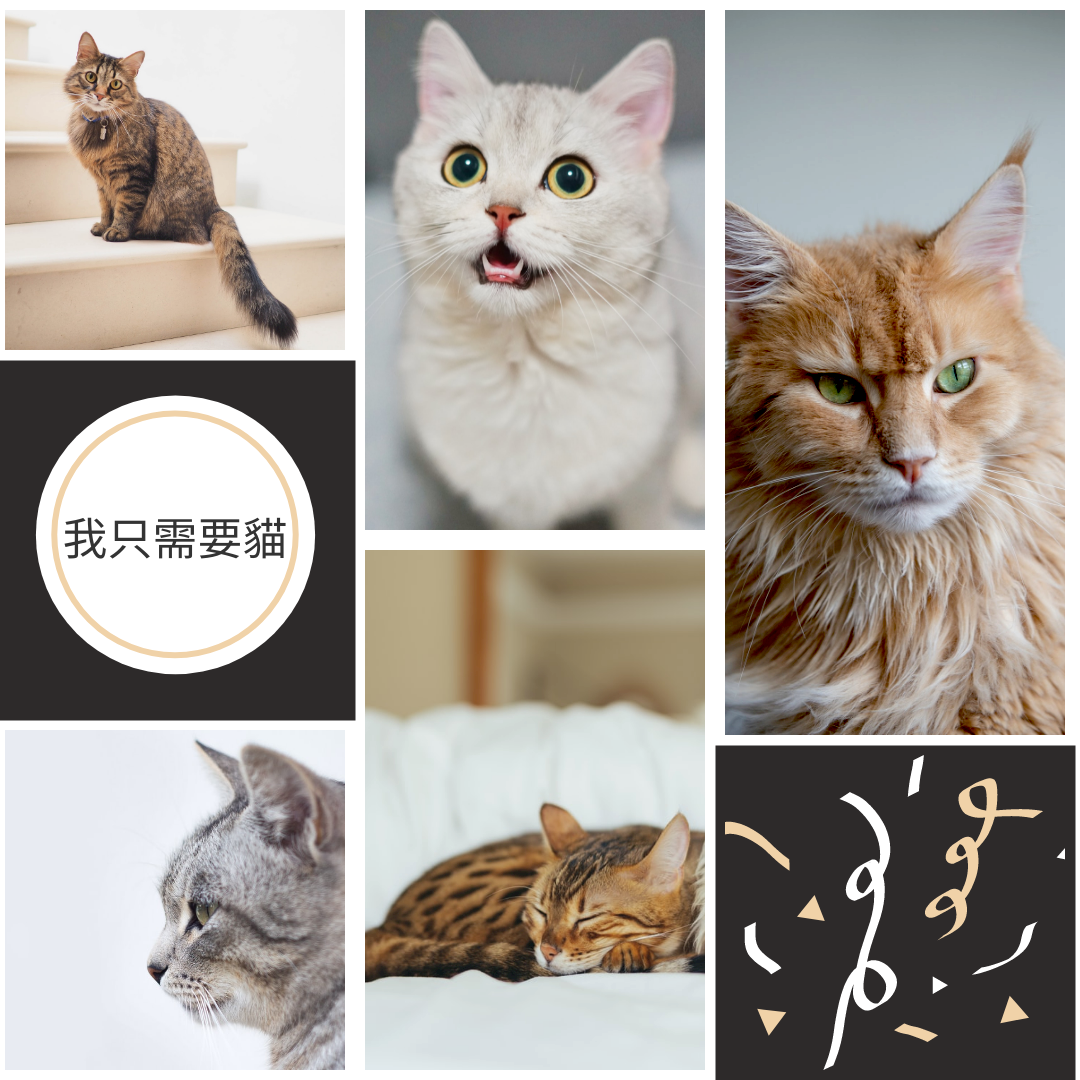 Photo Collage 模板。 我只需要貓照片拼貼畫 (由 Visual Paradigm Online 的Photo Collage軟件製作)
