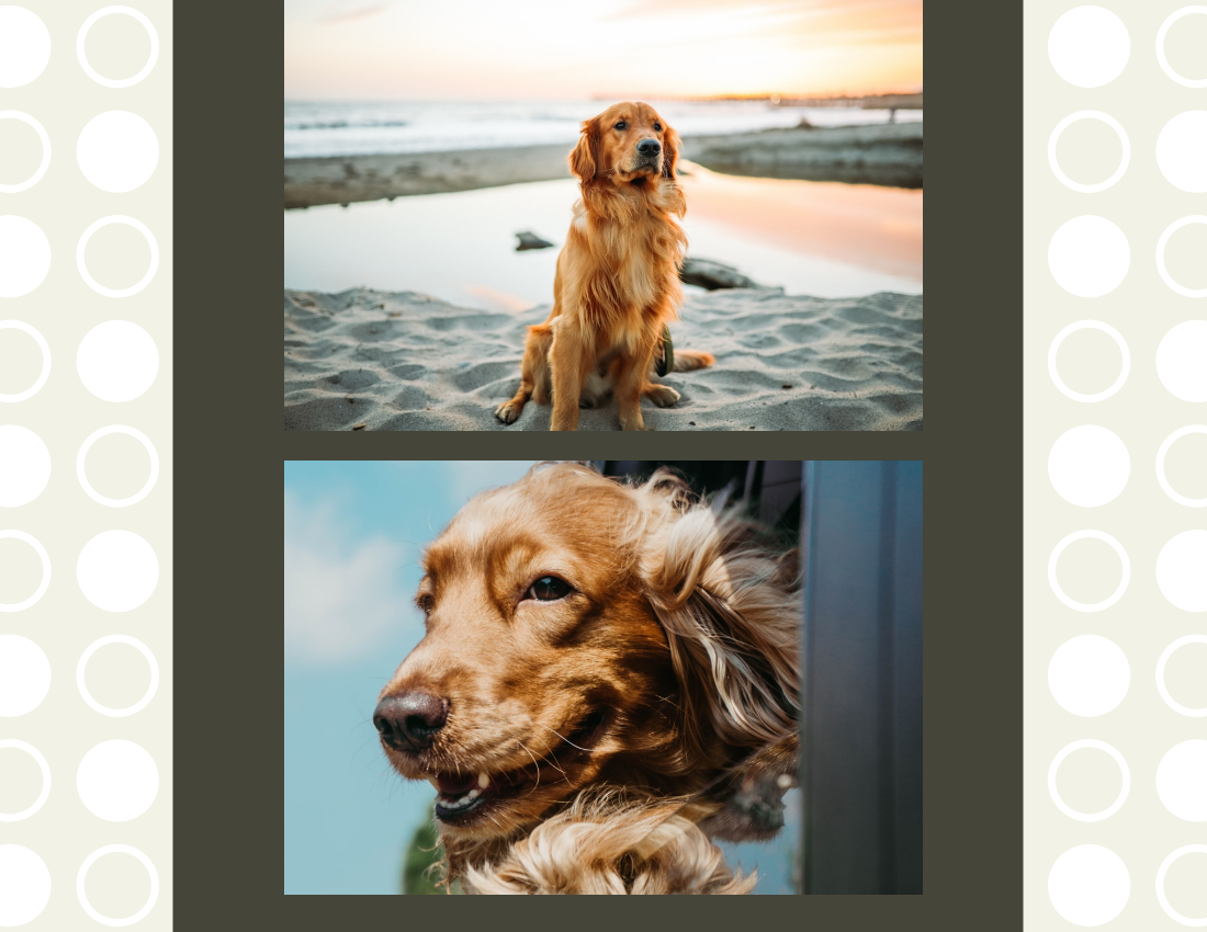 Dog Shelter Photobook Diagram