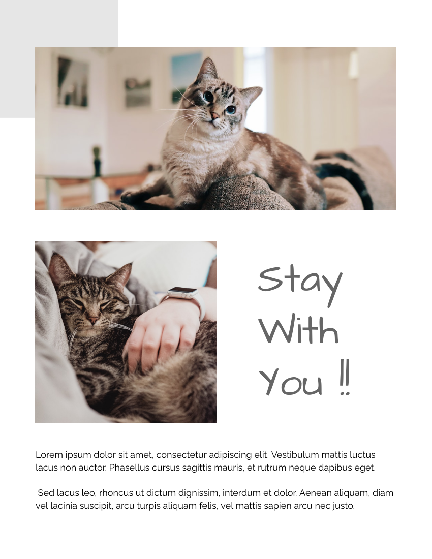 Pet Photo book template: Cat's Daily Life Pet Photo Book (Created by PhotoBook's Pet Photo book maker)
