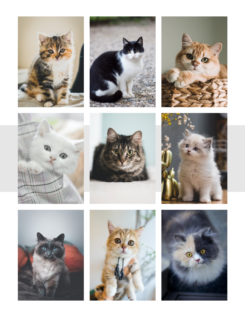 Cat's Daily Life Pet Photo Book