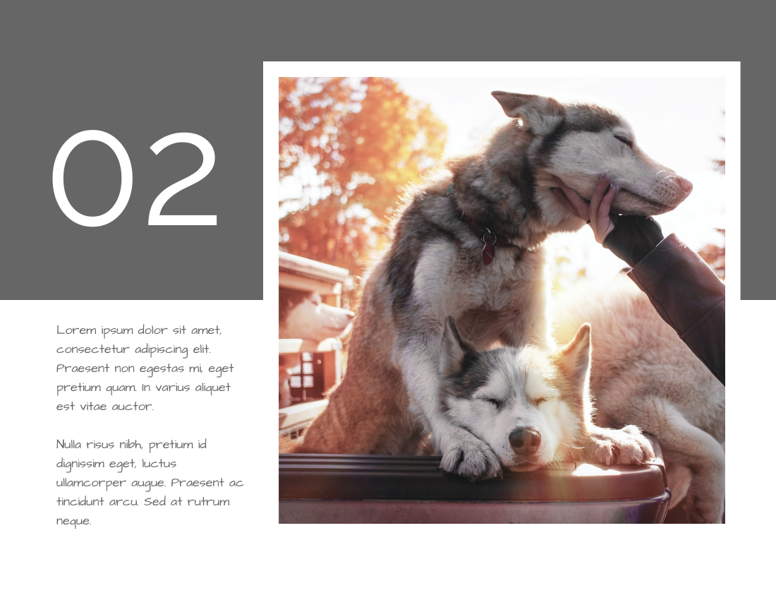 宠物照相簿 模板。Husky Photo Book (由 Visual Paradigm Online 的宠物照相簿软件制作)