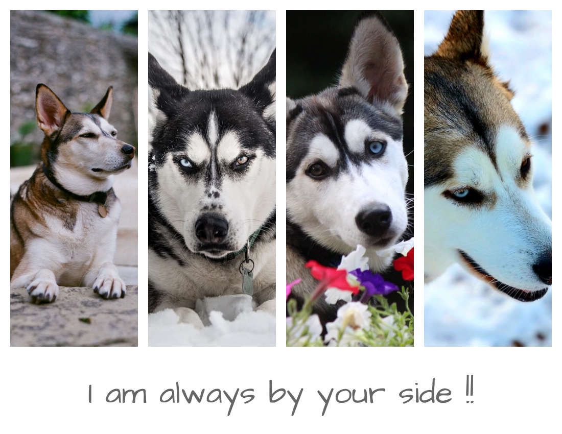 Pet Photo book template: Husky Photo Book (Created by PhotoBook's Pet Photo book maker)