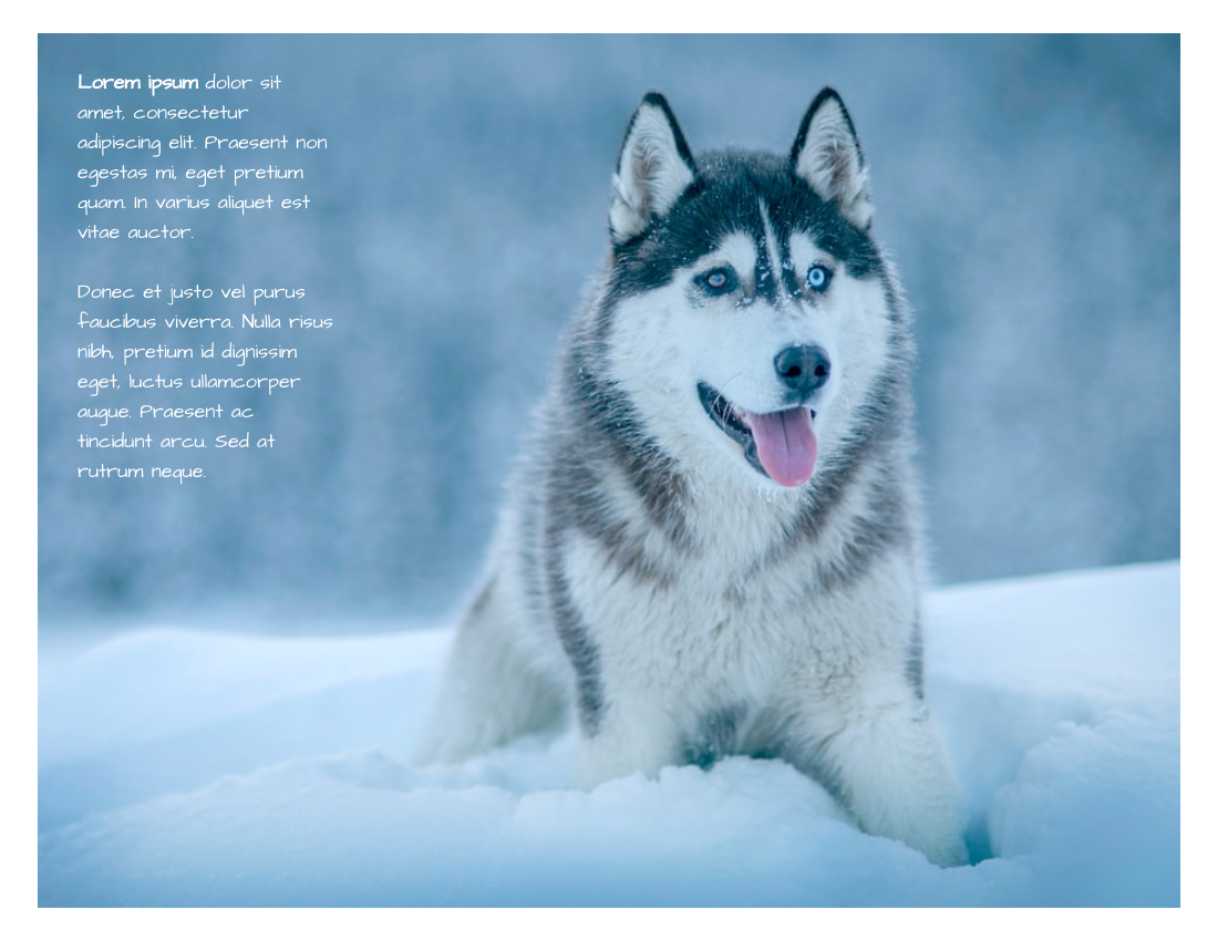 Husky Photo Book