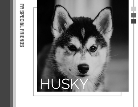 寵物照相簿 模板。 Husky Photo Book (由 Visual Paradigm Online 的寵物照相簿軟件製作)