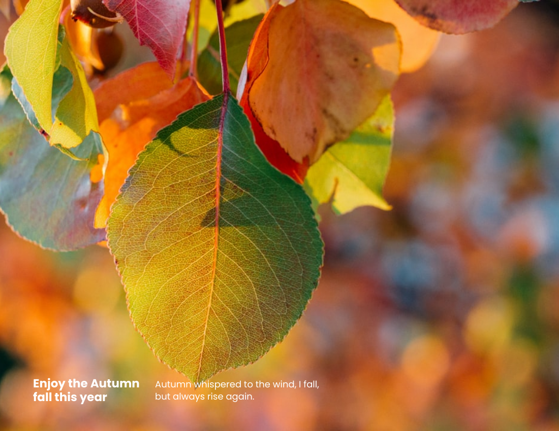 Seasonal Photo Book template: Autumn Seasonal Photo Book (Created by Visual Paradigm Online's Seasonal Photo Book maker)