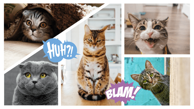 Comic Strips template: Cat Comic Strip (Created by Visual Paradigm Online's Comic Strips maker)