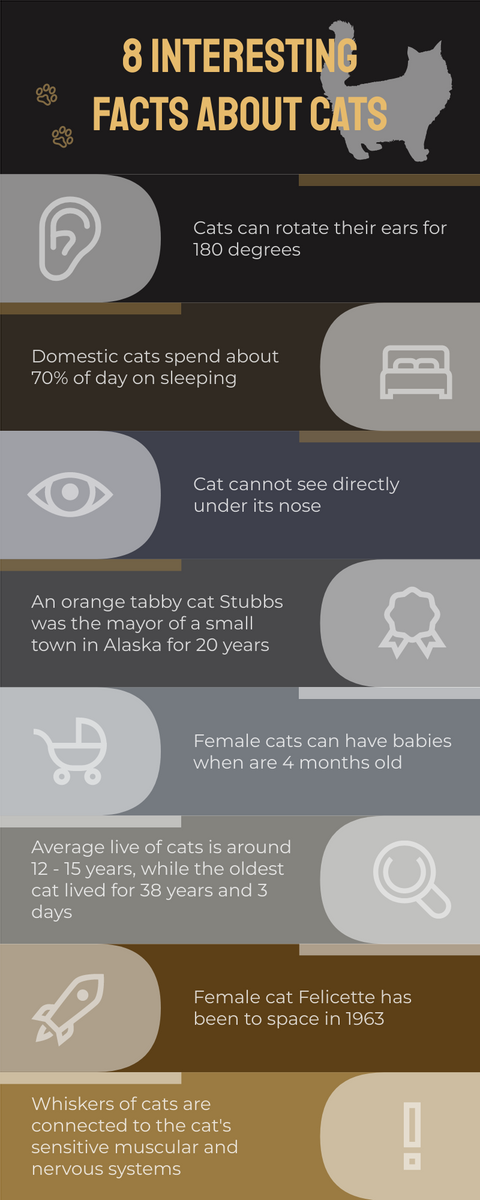 8 Interesting Facts About Cats Infographic