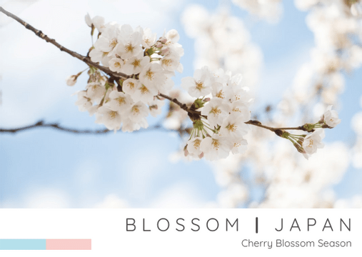 Editable postcards template:Blossom Japan Postcard