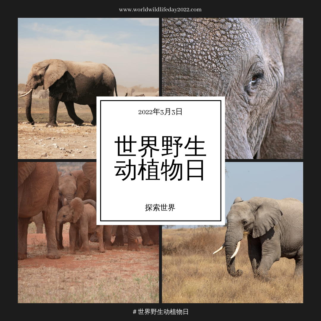 大象照片网格世界野生动物日Instagram帖子