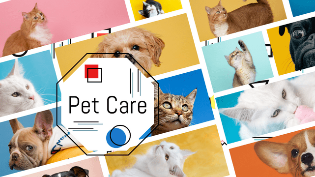 YouTube Thumbnail template: Colorful Pet Care YouTube Thumbnail (Created by InfoART's  marker)
