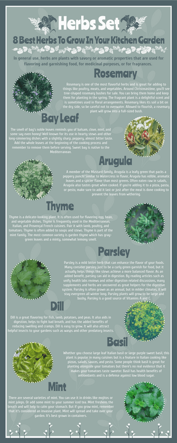 Editable infographics template:8 Best Herbs To Grow At Home Infographic