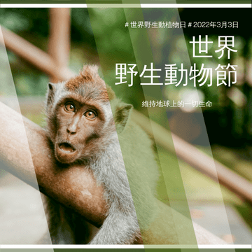 Instagram 帖子 模板。 猴子照片世界野生動物日Instagram帖子 (由 Visual Paradigm Online 的Instagram 帖子軟件製作)