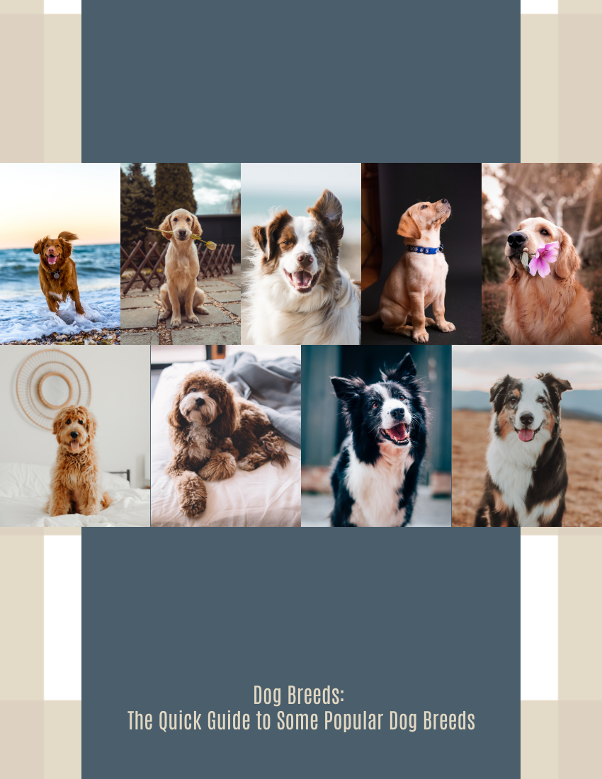 小册子 模板。Dog Breeds: The Quick Guide to Some Popular Dog Breeds (由 Visual Paradigm Online 的小册子软件制作)