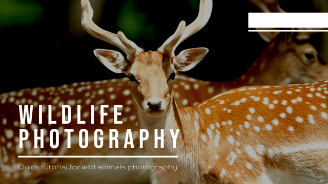 Editable youtubethumbnails template:Wild Animals Photo Wildlife Photography YouTube Thumbnail
