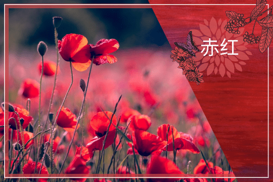 Editable greetingcards template:优雅的花卉插图贺卡