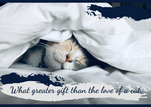 Postcard template: Cat Postcard (Created by Visual Paradigm Online's Postcard maker)