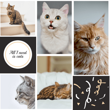 Photo Collage template: All I Need Is Cats Photo Collage (Created by Visual Paradigm Online's Photo Collage maker)