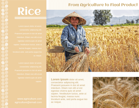 Editable brochures template:Planting Of Rice Brochure