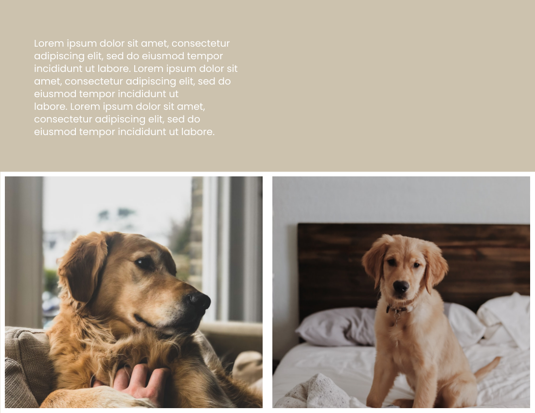 宠物照相簿 模板。2021 Pet Buddies Photo Book (由 Visual Paradigm Online 的宠物照相簿软件制作)