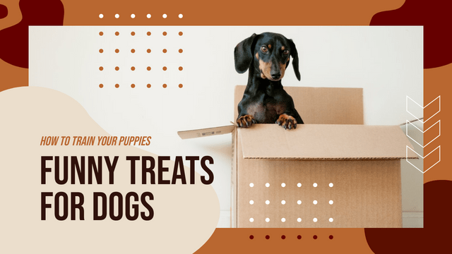 YouTube Thumbnail template: Funny Treats For Dogs YouTube Thumbnail (Created by Visual Paradigm Online's YouTube Thumbnail maker)