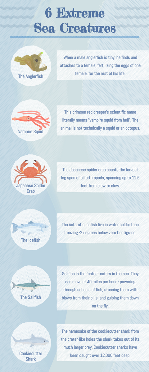 6 Extreme Sea Creatures Infographic