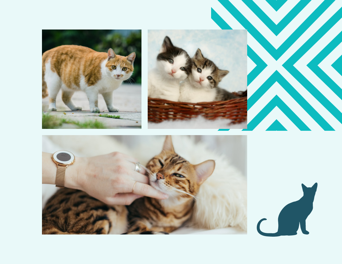 寵物照相簿 模板。 Cat Daily Pet Photo Book Details (由 Visual Paradigm Online 的寵物照相簿軟件製作)