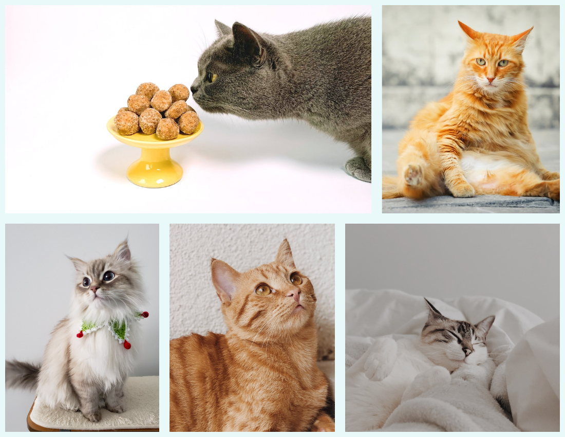 宠物照相簿 模板。Cat Daily Pet Photo Book Details (由 Visual Paradigm Online 的宠物照相簿软件制作)