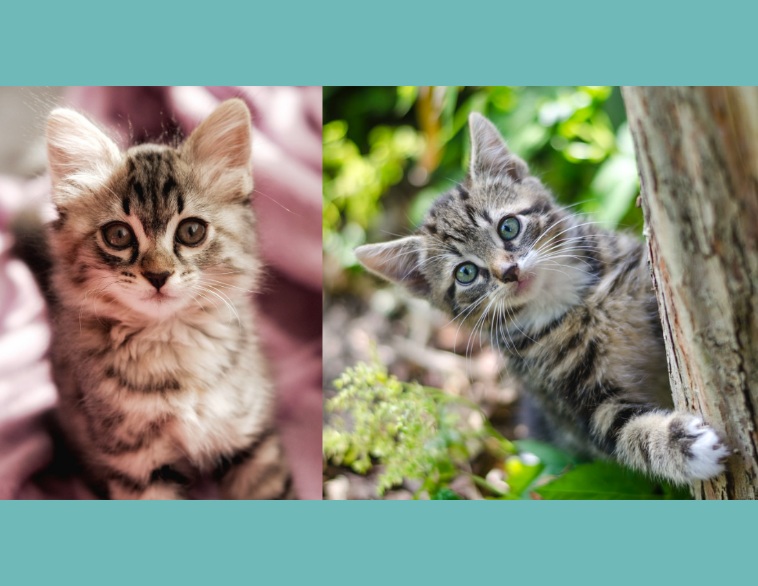 Cat Daily Pet Photo Book Details