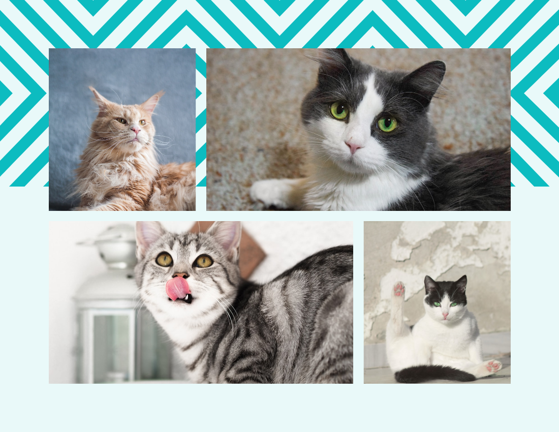 Pet Photo book template: Cat Daily Pet Photo Book Details (Created by PhotoBook's Pet Photo book maker)