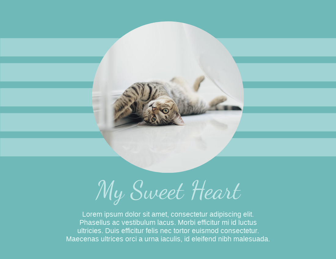 宠物照相簿 模板。Cat Daily Pet Photo Book Details (由 Visual Paradigm Online 的宠物照相簿软件制作)