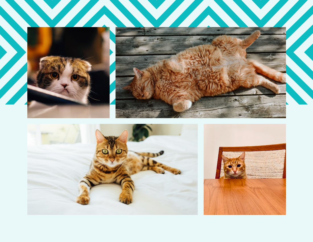 Pet Photo book template: Cat Daily Pet Photo Book Details (Created by Visual Paradigm Online's Pet Photo book maker)