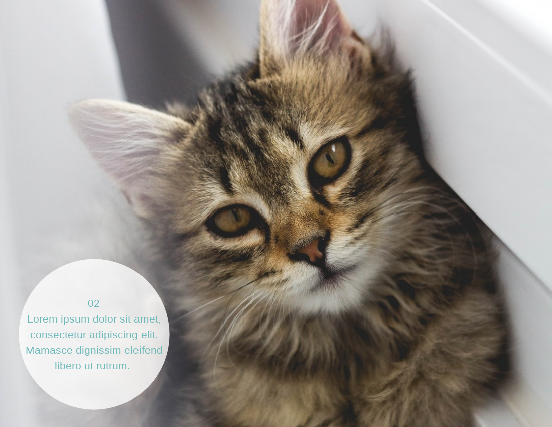 Pet Photo book template: Cat Daily Pet Photo Book Details (Created by Visual Paradigm Online's Pet Photo book maker)