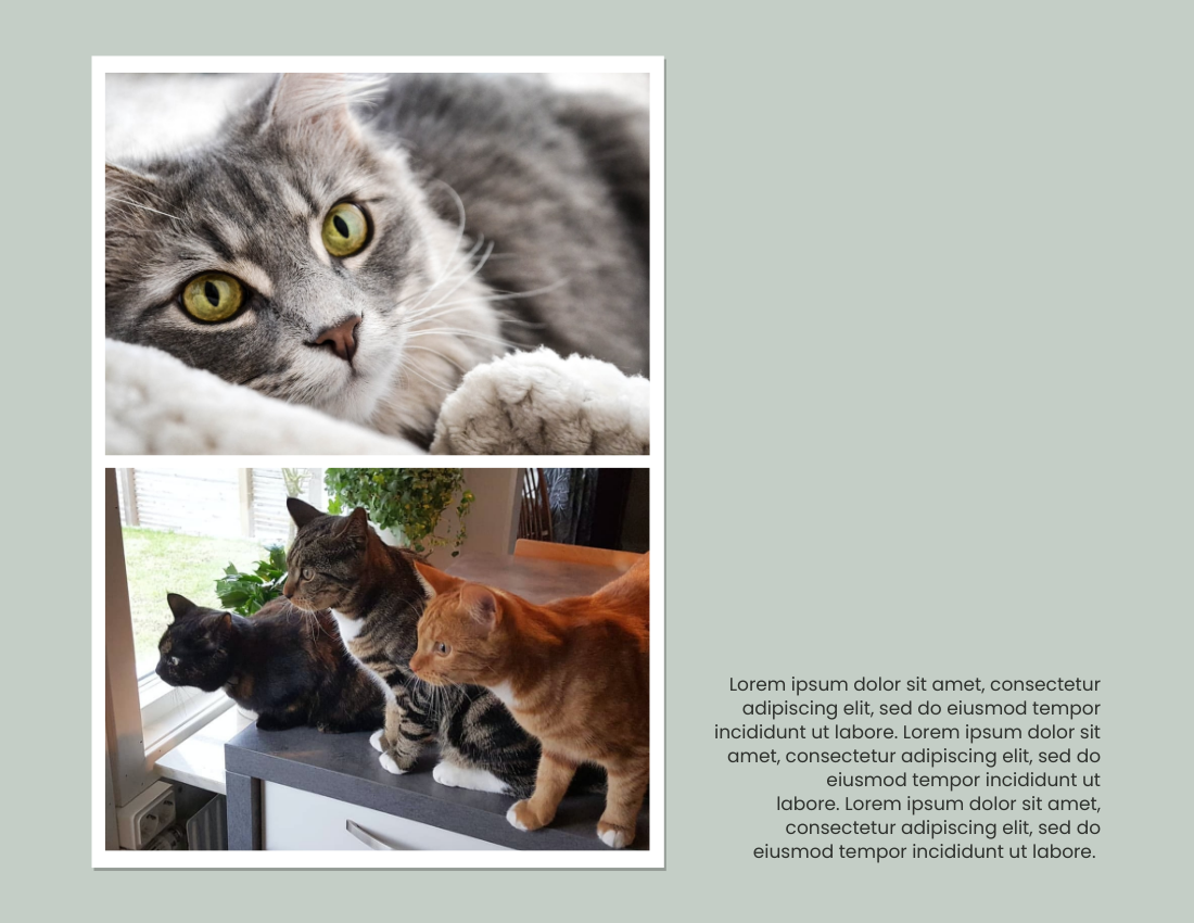 寵物照相簿 模板。 Holiday Moments With Pets Photo Book (由 Visual Paradigm Online 的寵物照相簿軟件製作)