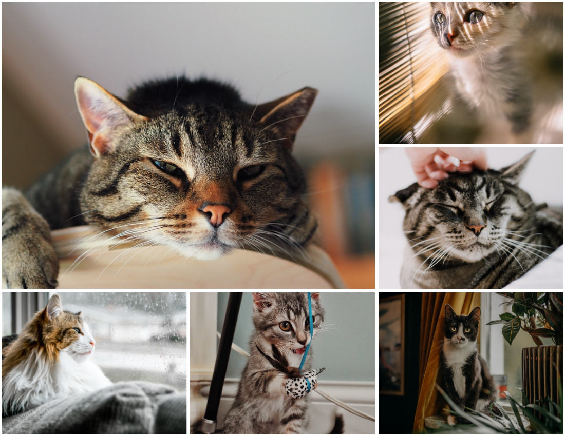 寵物照相簿 模板。 Holiday Moments With Pets Photo Book (由 Visual Paradigm Online 的寵物照相簿軟件製作)