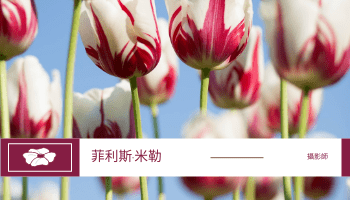 粉色花卉照片背景攝影師名片