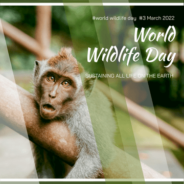 Monkey Photo World Wildlife Day Instagram Post