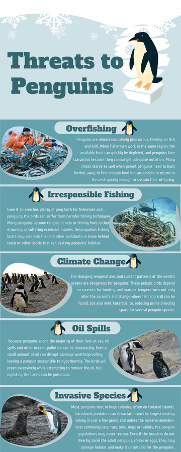 Editable infographics template:Threats to Penguins Infographic