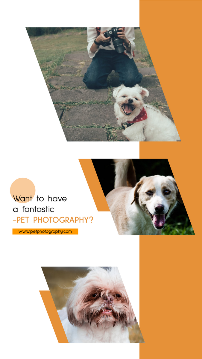 Instagram Story template: Pet Photography Promotion Instagram Story (Created by Visual Paradigm Online's Instagram Story maker)