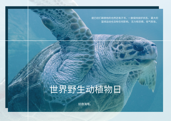 蓝海龟照片世界野生动物日明信片